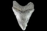 Juvenile Megalodon Tooth - Georgia #111624-1
